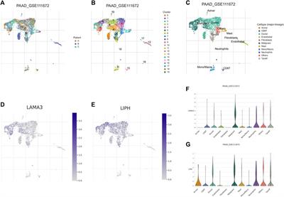 Integrated multi-omics identified the novel intratumor microbiome-derived subtypes and signature to predict the outcome, tumor microenvironment heterogeneity, and immunotherapy response for pancreatic cancer patients